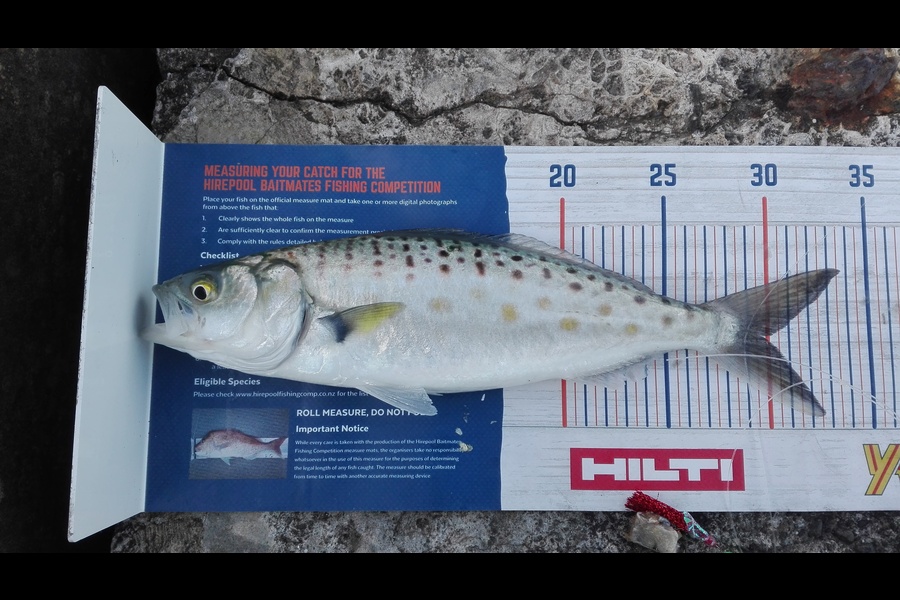 Marisa Andrews caught this 29.5cm Kahawai at wellington harbour during The Export NZ Fishing Competition
